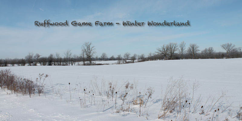 winter at Ruffwood Game Farm