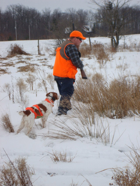 Kris with Ruffwood Brittany, Jim hunting at Ruffwood Game Farm