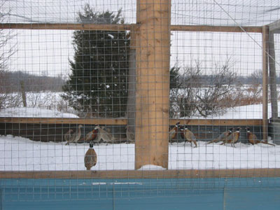 Pheasant at Ruffwood Game Farm